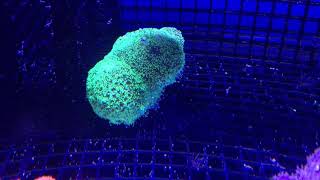 This is an Aggressive coral [upl. by Analah]