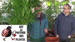 Conseils jardinage Palmier chrysalidocarpus Entretien et larrosage Plante verte dintérieur [upl. by Lemuela]