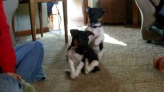 Jack RusselRat Terrier Mix Puppies [upl. by Analak]