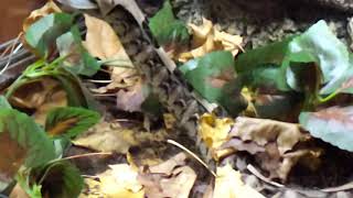 Gaboon viper slow motion strike [upl. by Derriey]