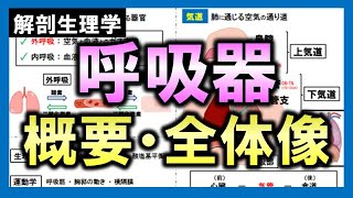 【解剖生理学（呼吸器系）】概要・全体像 [upl. by Nosirb]