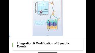 118  Postsynaptic Potentials [upl. by Idonna]