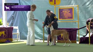 Ibizan Hounds  Breed Judging 2023 [upl. by Adnorahs]