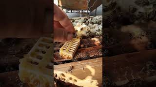 How Beekeepers Trick the Hive into Accepting a New Queen watch till the end shorts [upl. by Philipp]