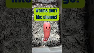 Worm Bin Tip Worms dont like change [upl. by Pals623]