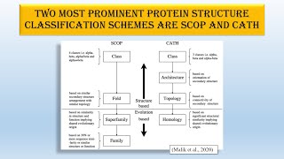 Protein structure classificationdomain prediction SCOP amp CATH bioinformatics lifesciencescience [upl. by Llerdnam994]