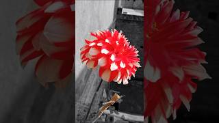 Flower Status WhatsApp amazing flowers status flower photography flowerlover whatsappstatus [upl. by Terris772]