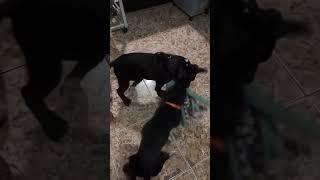 Littermates rescued off the streets pitbull puppies bestfriends adoptdontshop adopt puppyhood [upl. by Xirtaeb]