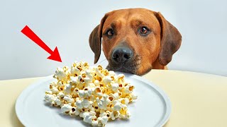 Surprising Human Foods Dogs Can Actually Eat [upl. by Dusa951]