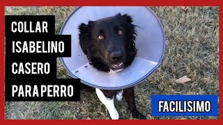 como hacer un collar isabelino para perros con radiografías [upl. by Bayard]