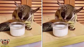 Cute And Funny Galago As A Pet Video  Galago lindo y divertido como un video de mascotas 245 [upl. by Novick]