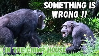 Chimpanzees Running And Screaming At Each Other  What is Happening [upl. by Amlet]