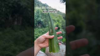 How to Extract GEL from Aloe Vera in an easy way😳💯 naturaltips aloeveragel tutorial [upl. by Bartram]