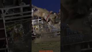 JARIPEO EXTREMO EL G63 DE RANCHO EL AGUAJE🐂💯jaripeo shorts [upl. by Ahtis]