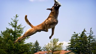 The Most Athletic Military Dogs Ever [upl. by Rosalba]