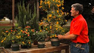 How to Trim Vining Lantana  Garden Savvy [upl. by Daugherty312]