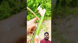 Bamboo Creations with bamboo bambooart Slingshots diy [upl. by Tonl44]