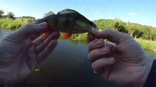 Ultralight BFS fishing for Perch  UK Canal lure fishing [upl. by Solram75]