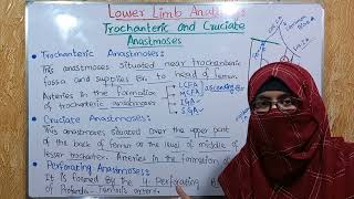 Trochanteric and Cruciate anastomoses of lower limb  perforating anastomoses  Lower limb anatomy [upl. by Ahsenac]