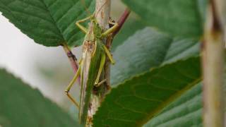 Great Green BushCricket Tettigonia viridissima ♂  Grünes Heupferd 1 [upl. by Airrotal]