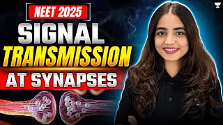 Signal Transmission at Synapses  Neural Control and Coordination NEET 2025  Apeksha Singh neet [upl. by Ahsytal755]