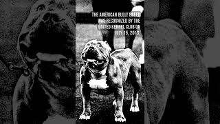 10 Years of the American Bully in UKC [upl. by Neelyad]