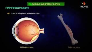 Tumor suppressor genes  Usmle step1 pathology highyield [upl. by Ahseiuqal381]