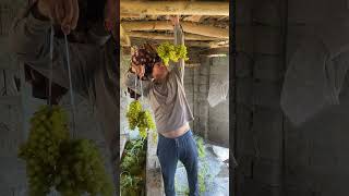 Making dried grapes raisins dryfruits fruit базар villagelife naturelovers nature [upl. by Clarkson]