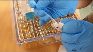 Mouse retroorbital bleeding no anesthetization [upl. by Ahsenac]