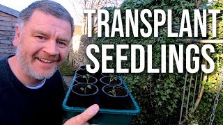 Transplanting Seedlings  Plants I Am Repotting in February [upl. by Atiuqiram]