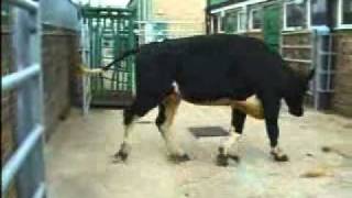 Cow with ataxia and hypermetria 836kb ataxhypermetrwmv [upl. by Samira]