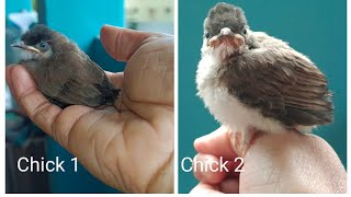 Red whiskered bulbul nest in my house [upl. by Lyndsay]