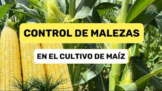 Como controlar las malezas en el cultivo de maíz 🌽 [upl. by Mussman]