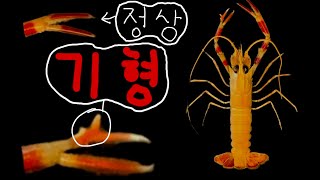 집게발 기형 가시발새우딱새우를 표본으로 만들어 보자Make a red banded lobster specimen [upl. by Ernie554]