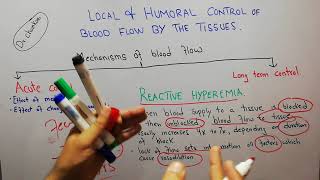 CVS physiology 98  Reactive hyperemia  Autoregulation of blood flow [upl. by Ydissac]