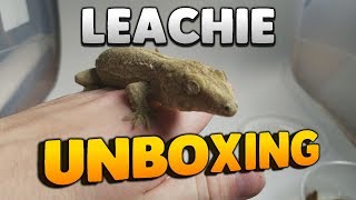 Unboxing A New Giant Leachianus Gecko From Night Gallery Geckos [upl. by Elodia921]