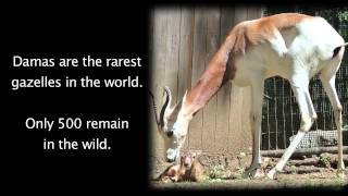 Dama Gazelle Calves Stotting at Smithsonian Conservation Biology Institute [upl. by Namyac]