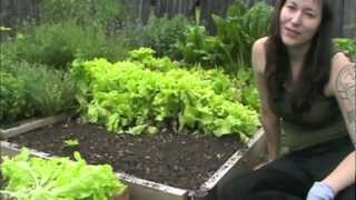 How to grow lettuce [upl. by Maggee]