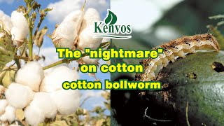 The quotnightmarequot on cotton  cotton bollworm [upl. by Konopka]