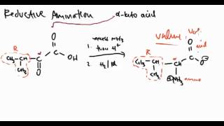 Amino Acid 19 Reductive Amination [upl. by Ginder]