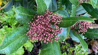 Year Round Interest 2024 Skimmia Japonica 4K November [upl. by Dorris]