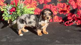 Miniature Dachshund Puppy for Sale [upl. by Enelahs]