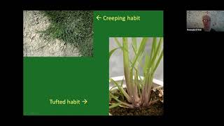 Meadowgrass Poa Identification webinar [upl. by Warden]