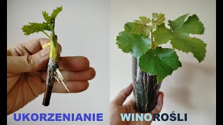 Winorośl  ukorzenianie quotw krainie czarówquot [upl. by Aileme]