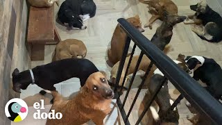 Hombre refugia a 300 perros en su casa durante un huracán I El Dodo [upl. by Jacobsen]