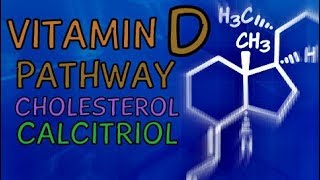 Vitamin D Pathway  Cholesterol Sunlight and Calcitriol [upl. by Avihs]