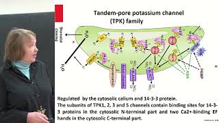 Бибикова ТН Транспорт ионов в клетках растений  4 Tandempore potassium channels TPK [upl. by Aiuqet500]