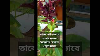 rosebudsগোলাপফুল কুঁড়ি ও না বলা কথা [upl. by Kehr]