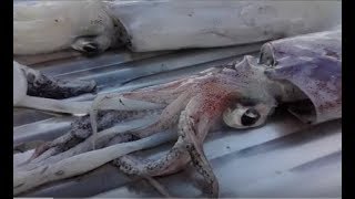 Καθαρίζω καλαμαράκια εύκολα σε 4 λεπτά  How to prepare squid [upl. by Matthus687]