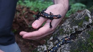 🐸 Salamandra común Salamandra salamandra  Dos ejemplares de S s morenica  🦎 [upl. by Ameh]